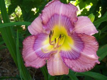 BLUEBERRY STAR (unregistered)